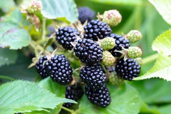 Blackberry Bush Removal in Napa