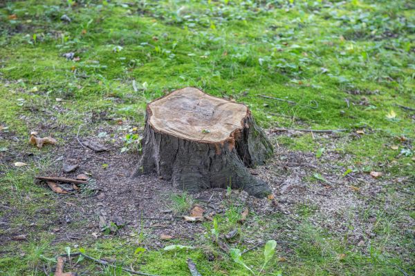 Bush Stump Removal in Napa
