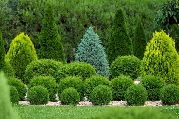 Bush Trimming Service in Napa