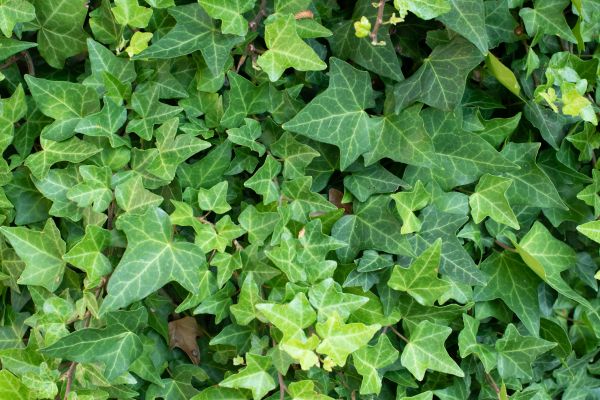 English Ivy Removal in Napa