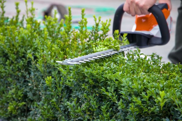 Hedge Pruning in Napa