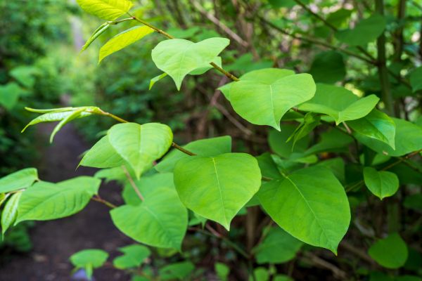 Invasive Plant Removal in Napa