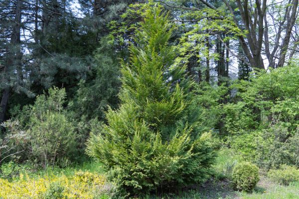 Juniper Pruning in Napa