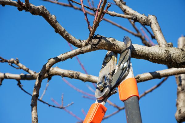 Pruning Service in Napa