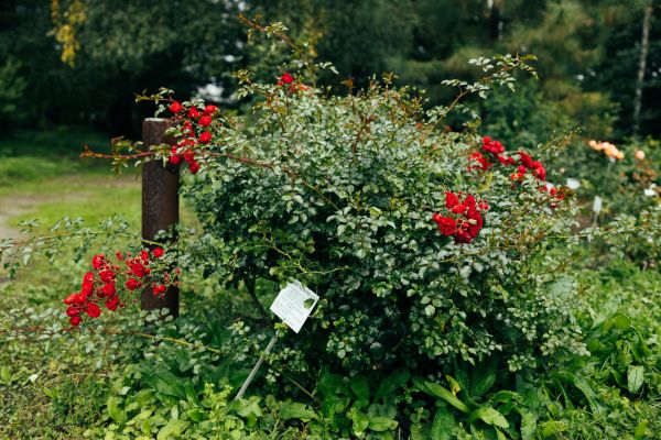 Rose Bush Removal in Napa