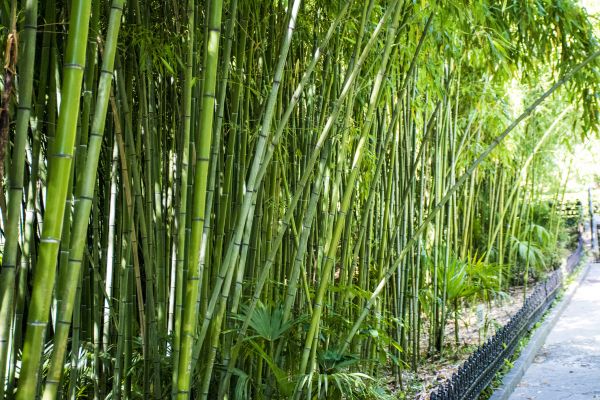 Bamboo Root Removal in Napa