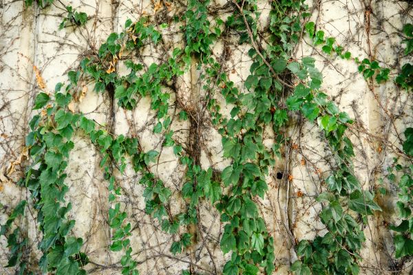 Vine Removal Service in Napa