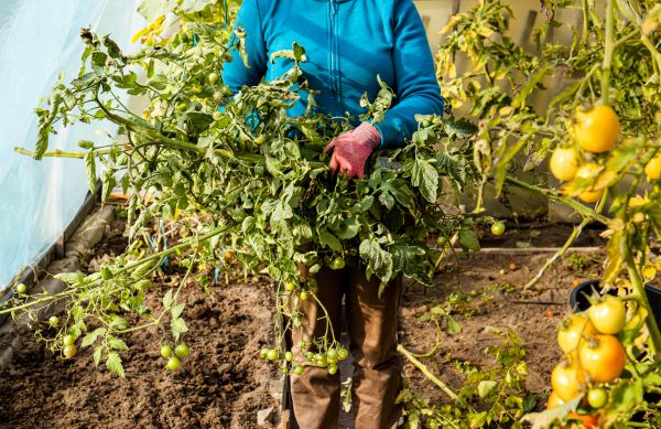 Garden Plant Removal in Napa