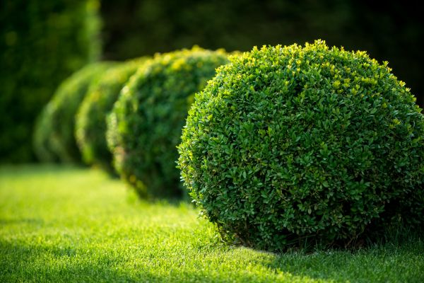 Bush Pruning in Napa