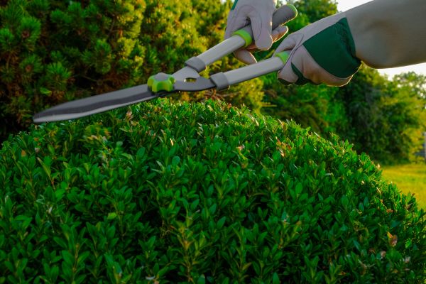 Topiary Shearing in Napa