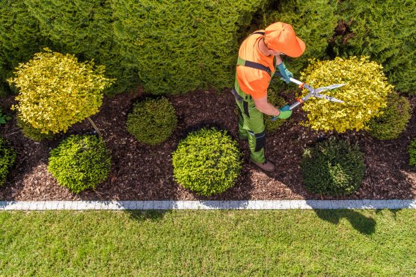Topiary Trimming in Napa