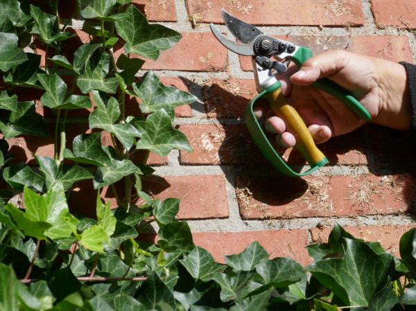 Ivy Removal Service in Napa