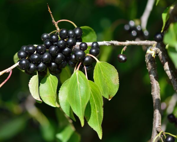 Buckthorn Removal in Napa