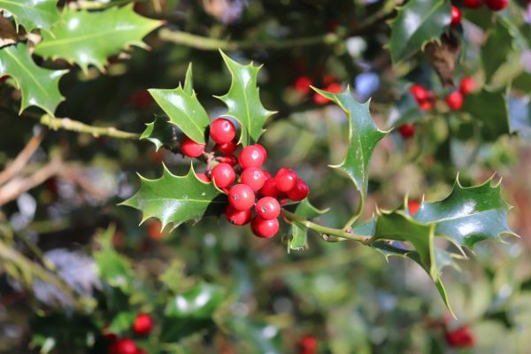Holly Tree Trimming in Napa
