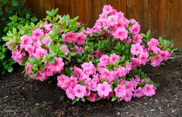 Azaleas Removal in Napa