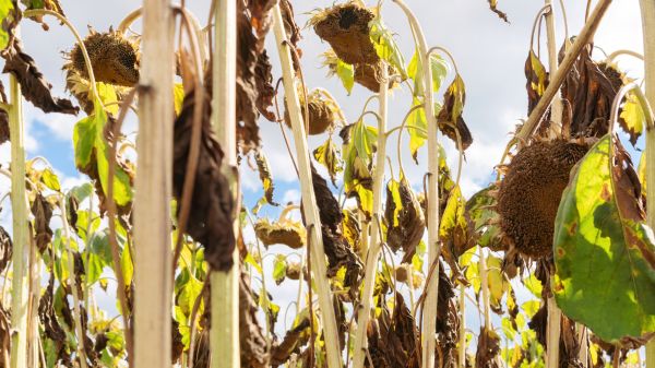 Dead Plant Removal in Napa