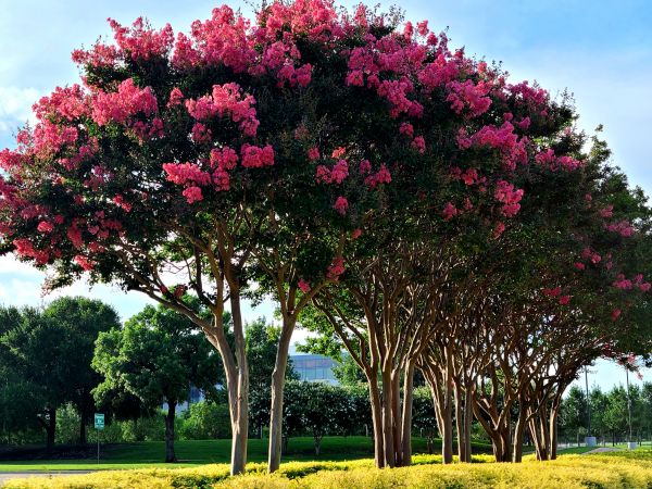Crepe Myrtle Pruning in Napa