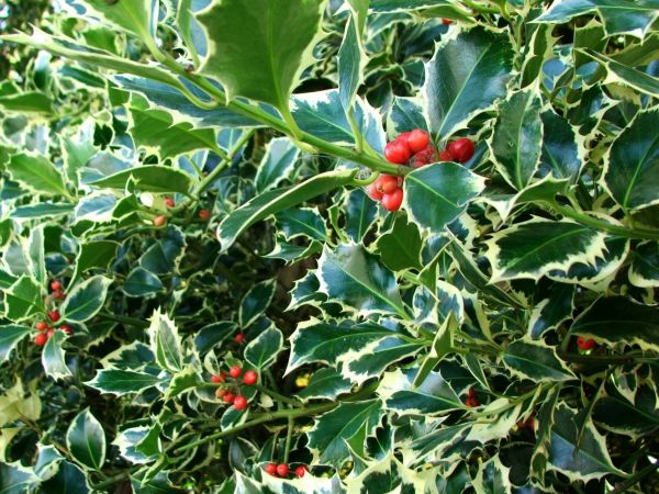 Holly Bushes Trimming in Napa