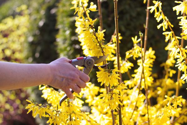 Forsythia Pruning in Napa
