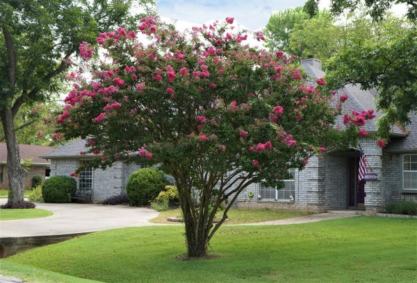 Crepe Myrtle Trimming in Napa