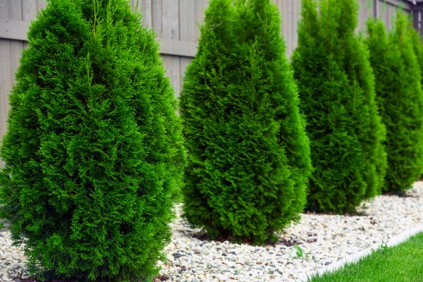 Arborvitae Removal in Napa