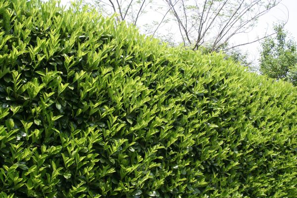 Laurel Shrub Removal in Napa