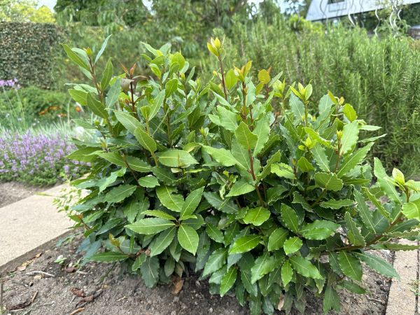Laurel Hedge Removal in Napa