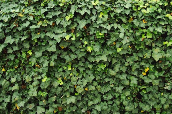 Ivy Pruning service in Napa
