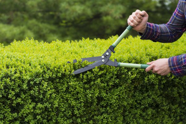 Evergreen Shrub Pruning in Napa