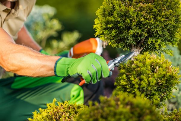 Landscape Pruning Service in Napa