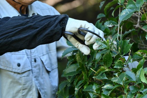 Holly Pruning in Napa