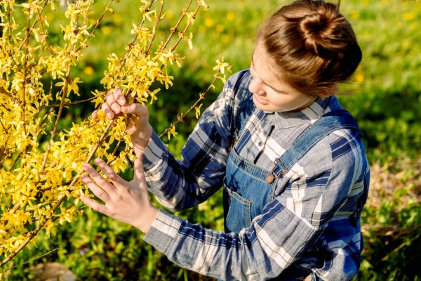 Forsythia Trimming in Napa