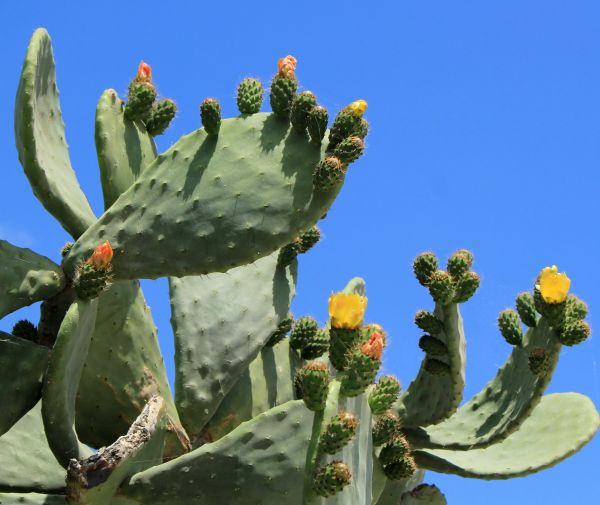 Cactus Removal in Napa