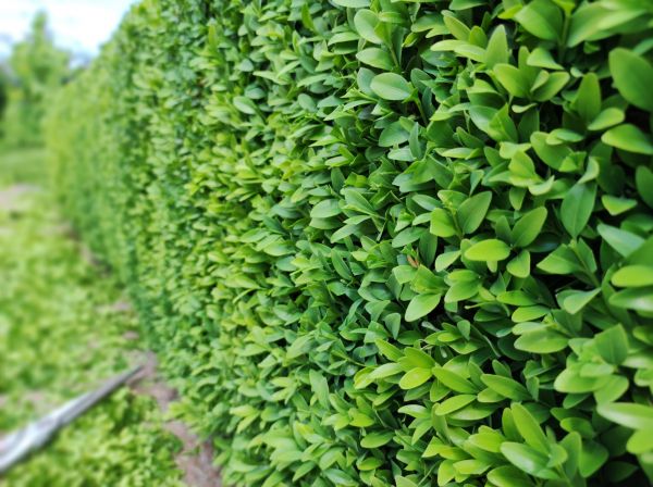 Boxwood Pruning in Napa
