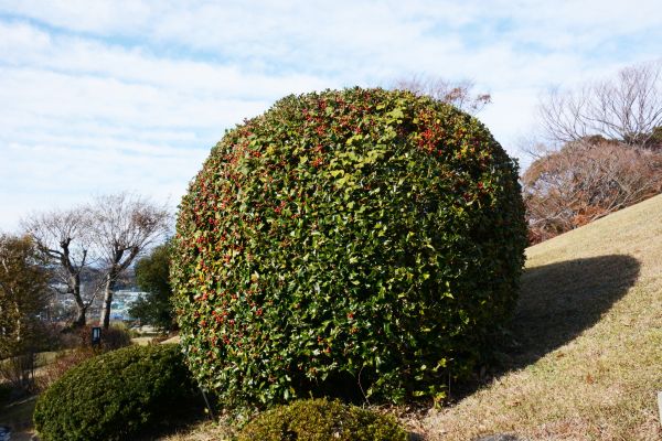 Holly Shrub Pruning in Napa