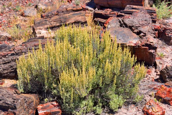 Sagebrush Removal in Napa