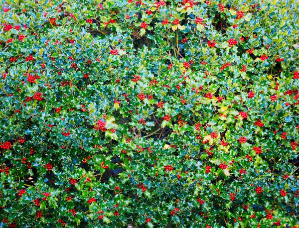 Holly Bush Removal in Napa