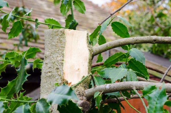 Holly Tree Removal in Napa