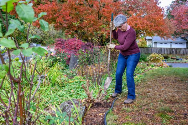 Dead Bush Removal in Napa
