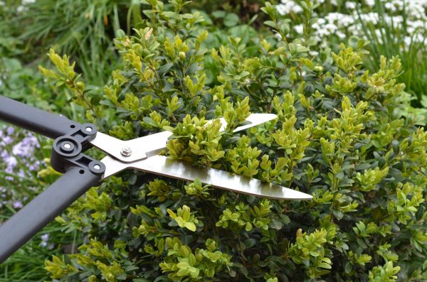 Boxwood Trimming in Napa