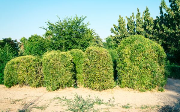 Bamboo Hedge Removal in Napa