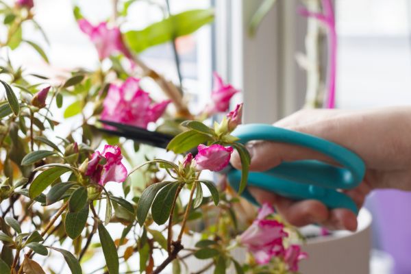 Azalea Pruning in Napa