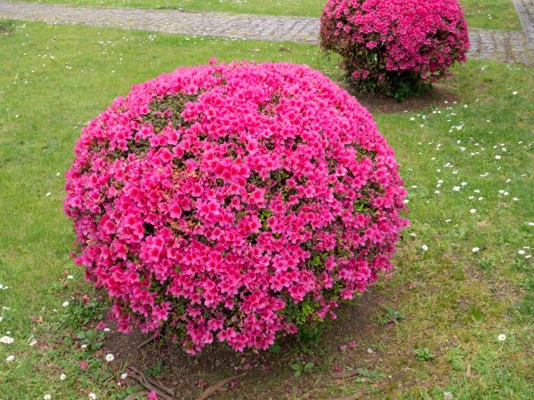 Rhododendron Pruning in Napa