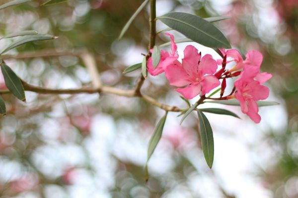 Oleander Removal in Napa