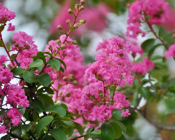 Crepe Myrtle Removal in Napa