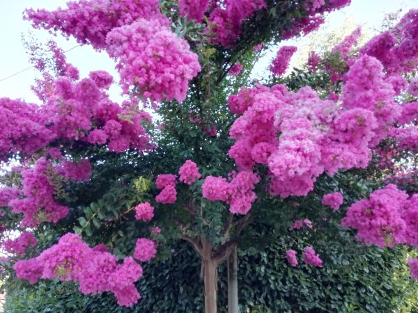 Crape Myrtle Pruning in Napa