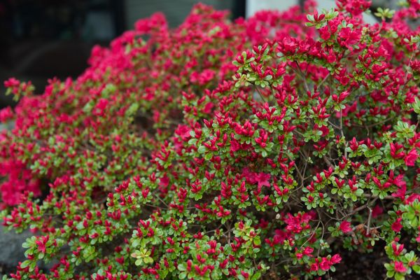 Weigela Removal Service in Napa