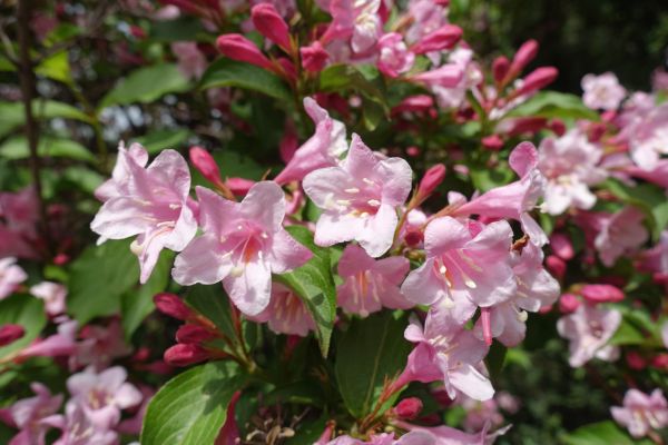 Weigela Pruning Service in Napa