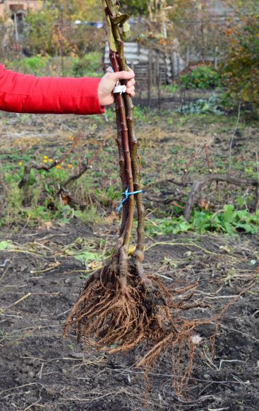 Shrub Root Removal in Napa