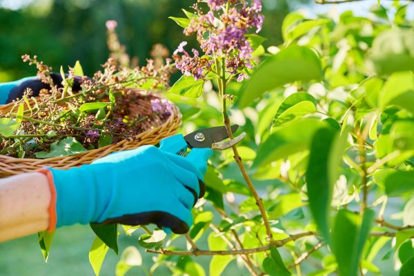 Lilac Trimming Service in Napa